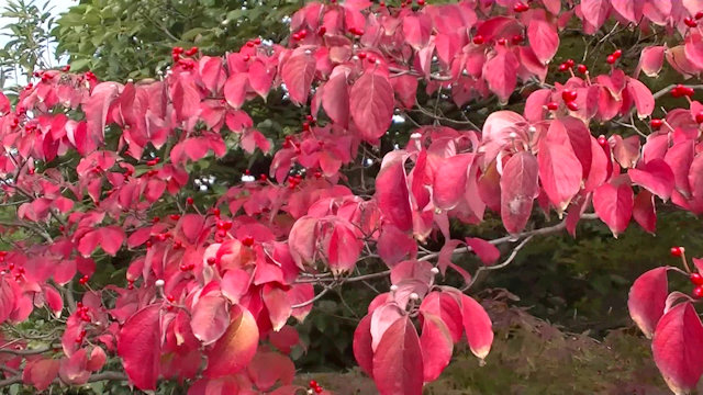 葉っぱがきれいでした