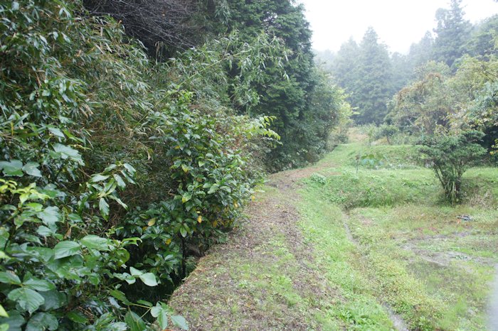 山の田んぼ追想3