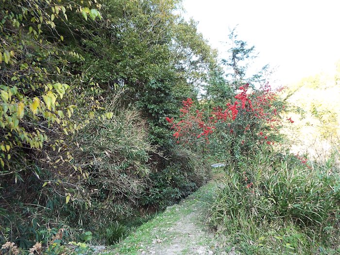 山の田んぼに行く道3