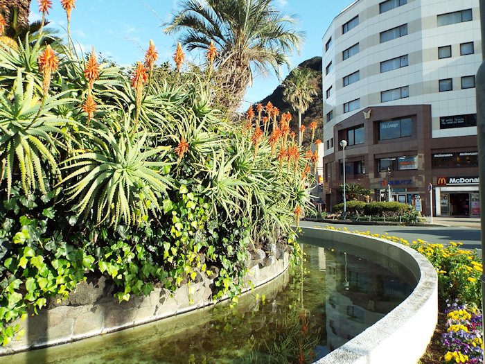 アロエに花が咲いていました