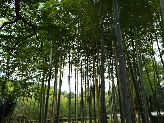 修禅寺竹林を撮影