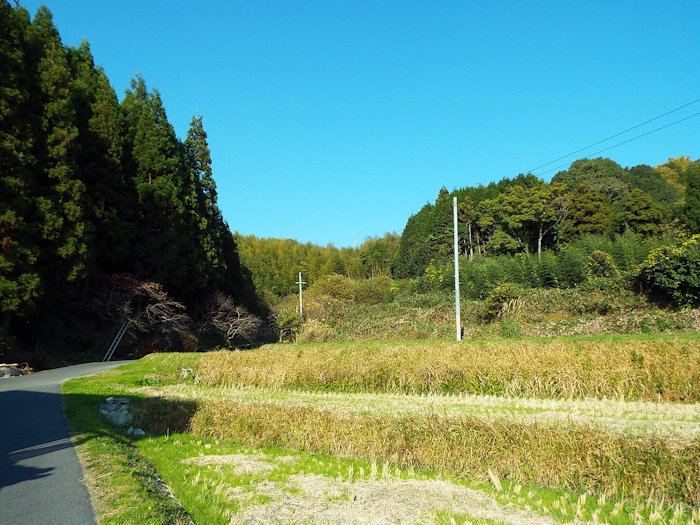 山の田んぼに行く道2
