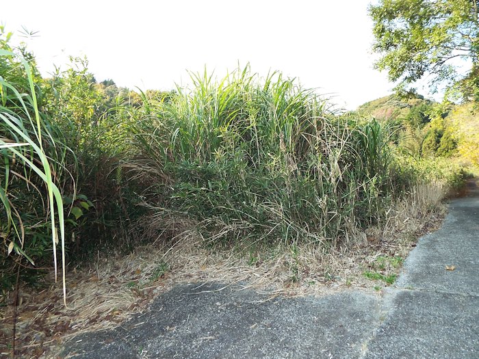 山の田んぼに行く道（別ルート1）