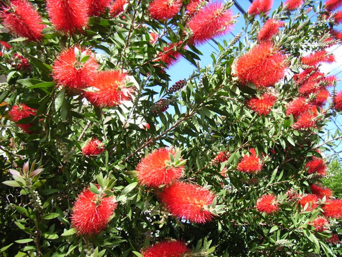 ボトルブラッシュ