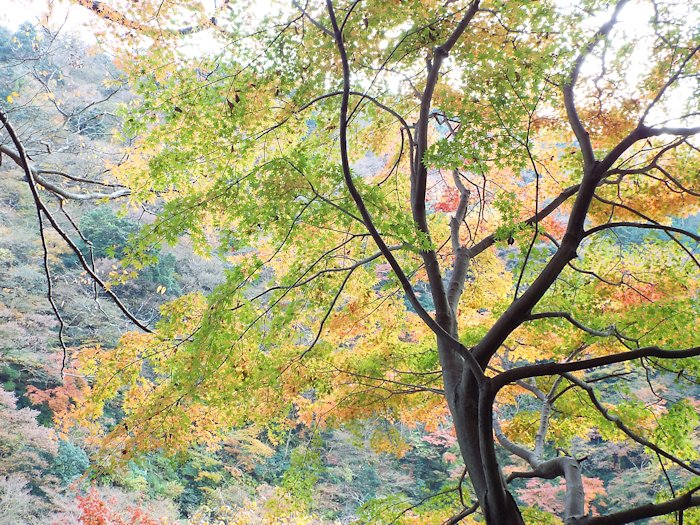 最初のヘアピンカーブに差し掛かった所2