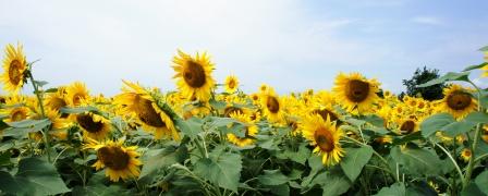 自分でやってみよう；「MY