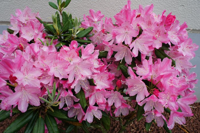 シャクナゲが咲いていました