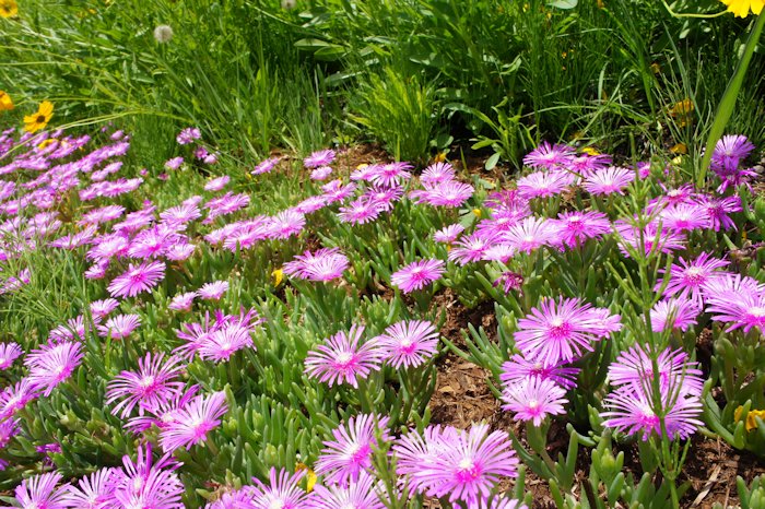 マツバギクが咲いていました