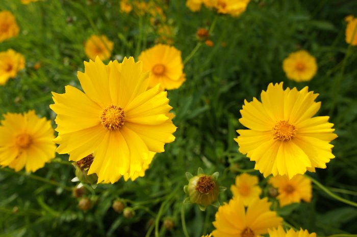 オオキンケイギク