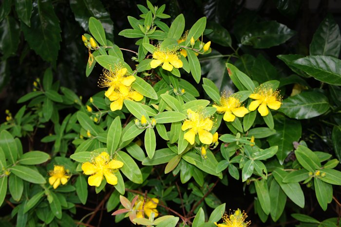 ヒペリカムが咲いていました