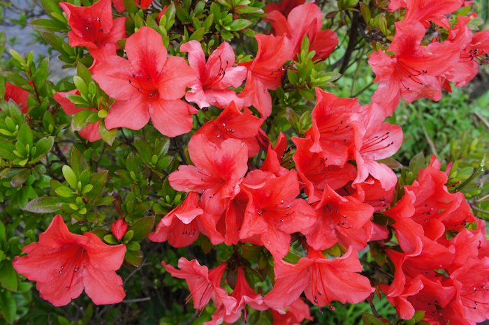 サツキが咲いていました