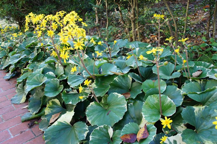 ツワブキの黄色の花が咲いていました