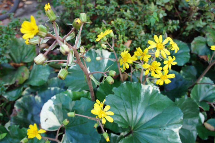 ツワブキの黄色の花が咲いていました