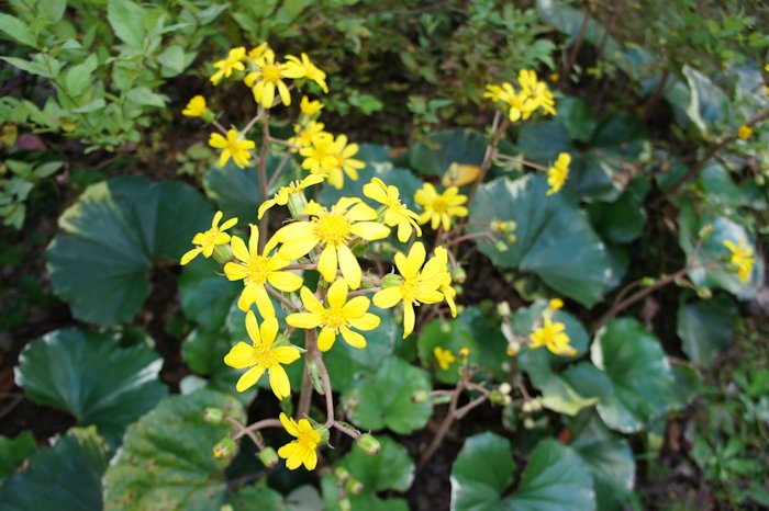 ツワブキの黄色の花が咲いていました