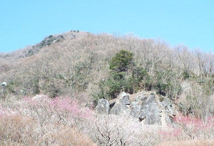 湯河原梅林散策