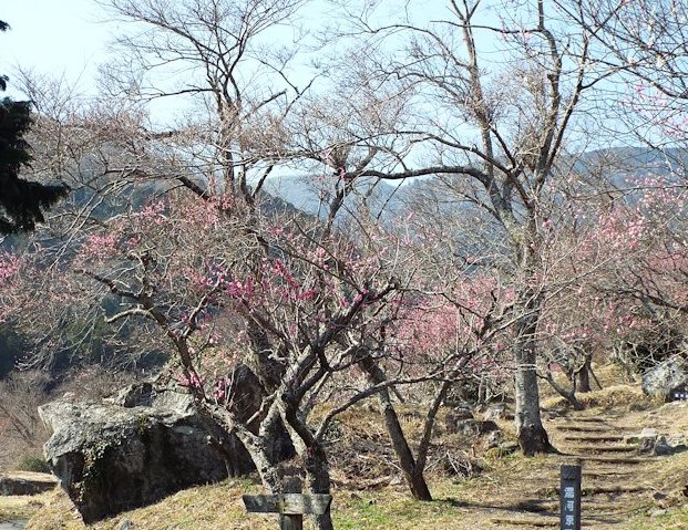 湯河原梅林散策
