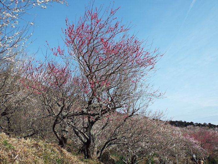 湯河原梅林散策