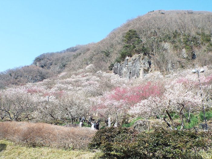 梅林道から梅林一帯を望む